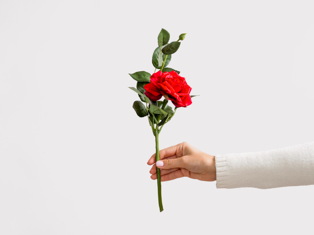 Presente perfeito para o Dia dos Namorados: Rosa vermelhra